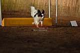 wedstrijd agility friends zaterdag