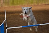 wedstrijd agility friends zaterdag