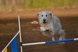 wedstrijd agility friends zaterdag
