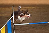 wedstrijd agility friends zaterdag