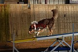 wedstrijd agility friends zaterdag