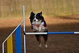 wedstrijd agility friends zaterdag