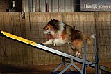 wedstrijd agility friends zaterdag