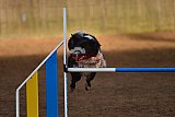 wedstrijd agility friends zaterdag