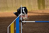 wedstrijd agility friends zaterdag