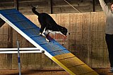 wedstrijd agility friends zaterdag