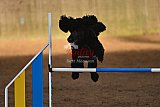 wedstrijd agility friends zaterdag
