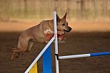 wedstrijd agility friends zaterdag