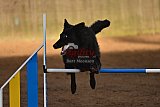 wedstrijd agility friends zaterdag