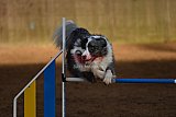 wedstrijd agility friends zaterdag