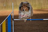 wedstrijd agility friends zaterdag