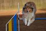wedstrijd agility friends zaterdag