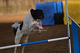 wedstrijd agility friends zaterdag