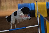 wedstrijd agility friends zaterdag