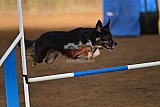 wedstrijd agility friends zaterdag