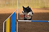 wedstrijd agility friends zaterdag