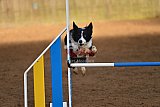 wedstrijd agility friends zaterdag