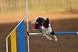 wedstrijd agility friends zaterdag