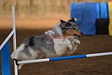 wedstrijd agility friends zaterdag