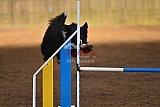 wedstrijd agility friends zaterdag