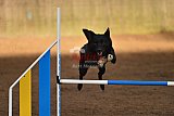 wedstrijd agility friends zaterdag