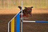 wedstrijd agility friends zaterdag