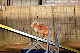 wedstrijd agility friends zaterdag
