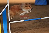 wedstrijd agility friends zaterdag