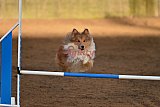 wedstrijd agility friends zaterdag