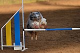 wedstrijd agility friends zaterdag