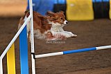 wedstrijd agility friends zaterdag