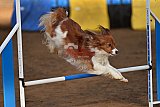 wedstrijd agility friends zaterdag