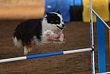 wedstrijd agility friends zaterdag