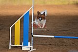 wedstrijd agility friends zaterdag