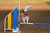 wedstrijd agility friends zaterdag