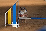 wedstrijd agility friends zaterdag