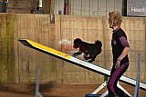 wedstrijd agility friends zaterdag