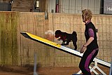 wedstrijd agility friends zaterdag