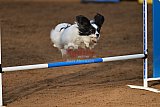 wedstrijd agility friends zaterdag