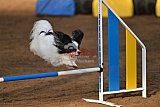 wedstrijd agility friends zaterdag