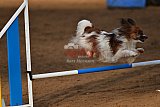 wedstrijd agility friends zaterdag