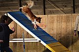 wedstrijd agility friends zaterdag