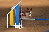 wedstrijd agility friends zaterdag
