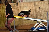 wedstrijd agility friends zaterdag