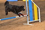 wedstrijd agility friends zaterdag