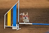wedstrijd agility friends zaterdag