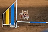 wedstrijd agility friends zaterdag