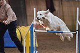 wedstrijd agility friends zaterdag
