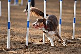 wedstrijd agility friends zaterdag
