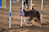wedstrijd agility friends zaterdag